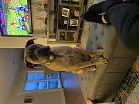 B9A858FB 8051 465B 9D90 2B19FE6CDA92 
Corso guard dog 8 months and 80lb already