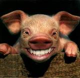 funny pig smiling