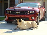 Two bad to the bone animals