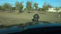 The only explanation I can come up for this is this turkey thinks my car is another giant turkey...