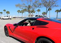 My Italian greyhound, Elliott, looking rad.