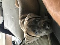 5E34CFA7 5E6C 4648 955D B5A305FAC7D4 
Cane corso pup 9 weeks old