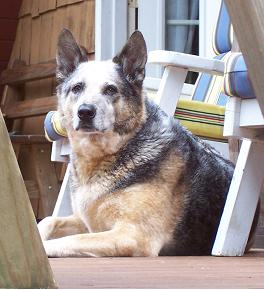 Name:  Aussie.JPG
Views: 1197
Size:  17.5 KB