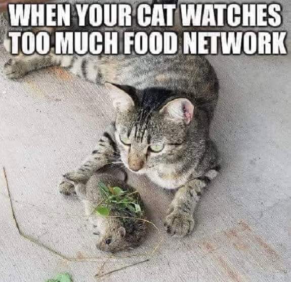 Name:  cat.jpg
Views: 686
Size:  56.5 KB