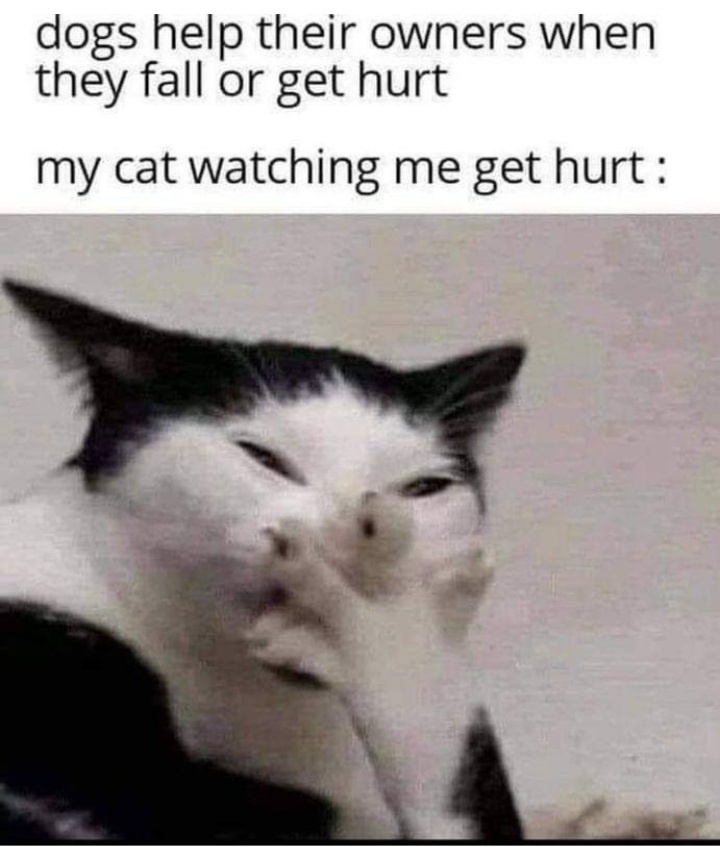 Name:  cat.jpg
Views: 2224
Size:  116.5 KB