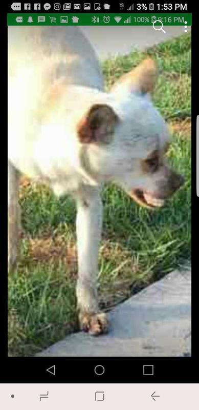 Name:  dogteeth.jpg
Views: 108
Size:  38.8 KB