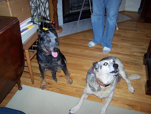 Name:  Aussie_and_Foster_42.JPG
Views: 995
Size:  55.4 KB