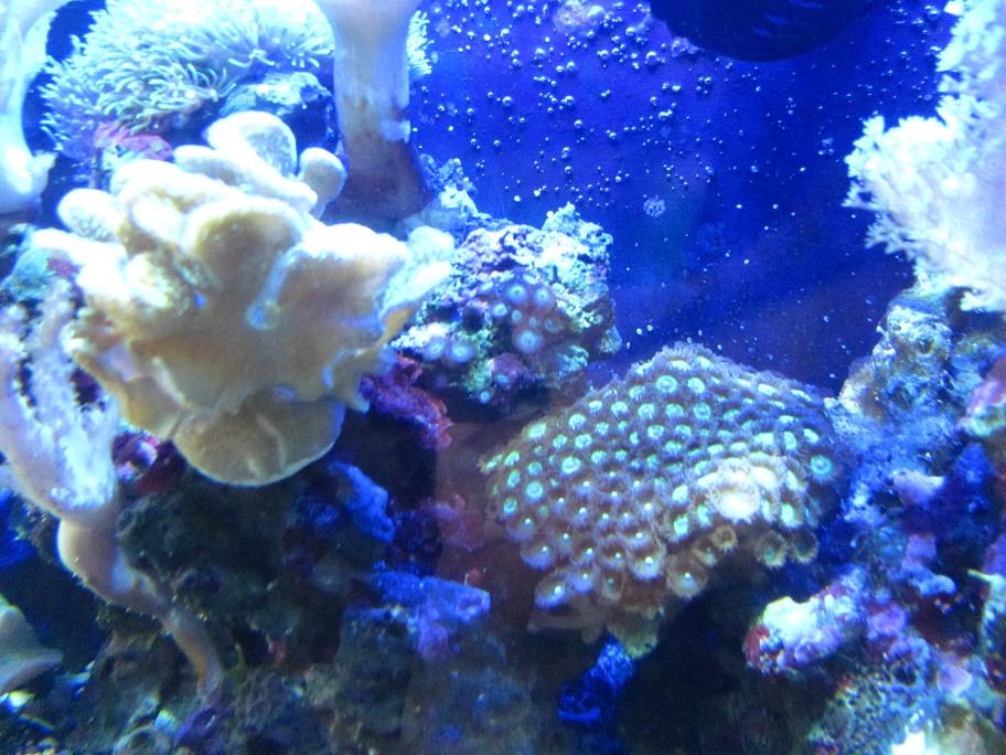 Name:  resized6.jpg
Views: 999
Size:  129.5 KB