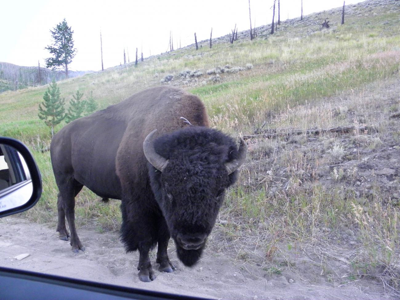 Name:  P8190040.jpg
Views: 448
Size:  208.2 KB