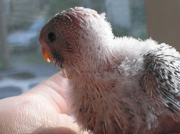 Name:  Wrinkles 5-29 2.jpg
Views: 477
Size:  56.4 KB