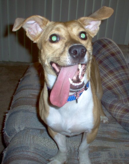 Name:  pattontongue.jpg
Views: 387
Size:  46.7 KB