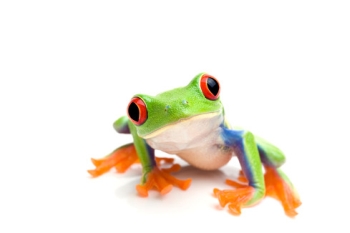Name:  red-eyed-tree-frog-4.jpg
Views: 217
Size:  29.9 KB