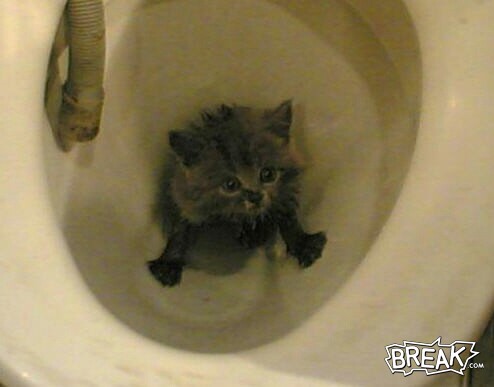 Name:  flush_kitty_down_toilet.jpg
Views: 801
Size:  25.6 KB