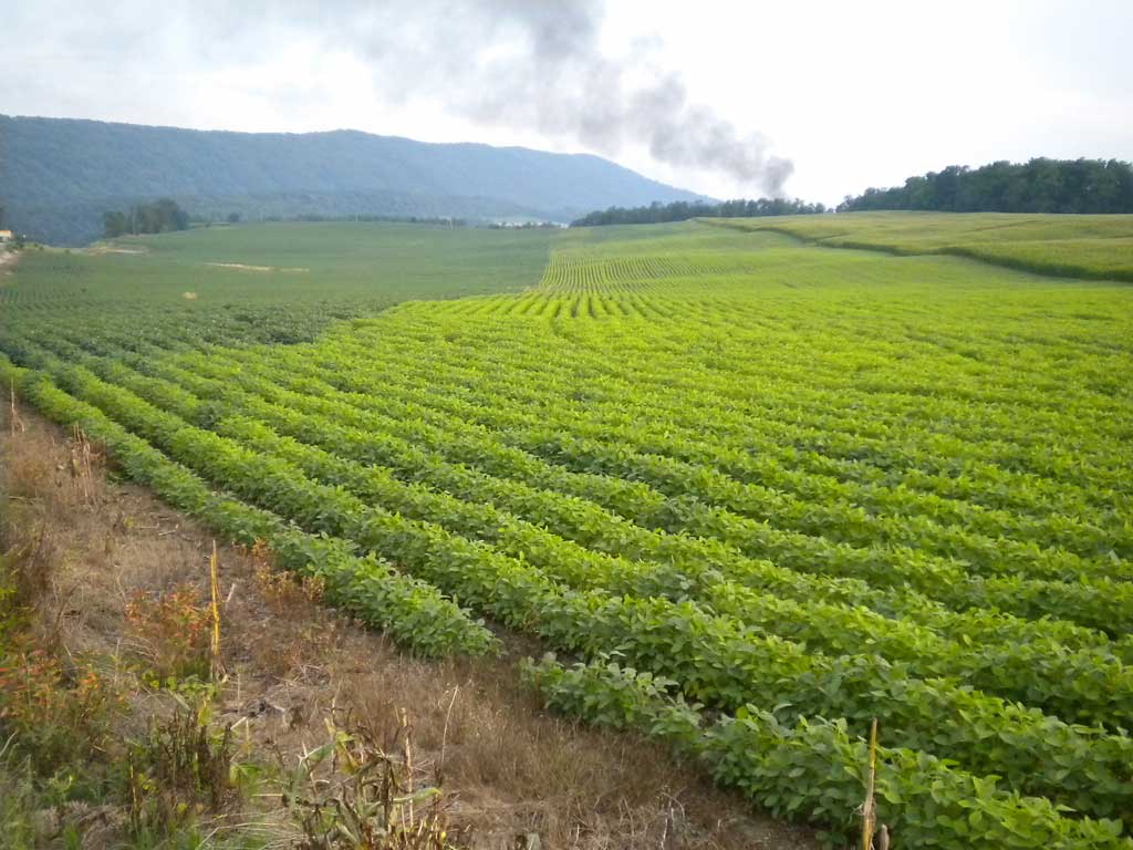 Name:  beans.jpg
Views: 1617
Size:  99.3 KB