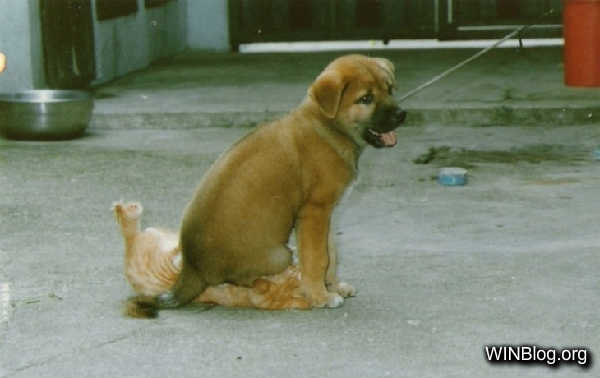 Name:  win-dog-vs-cat.jpg
Views: 191
Size:  21.2 KB