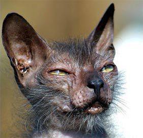 Name:  ugly%20cat.jpg
Views: 252
Size:  16.0 KB