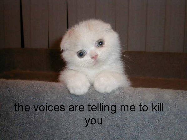 Name:  cat-voices.jpg
Views: 271
Size:  30.9 KB