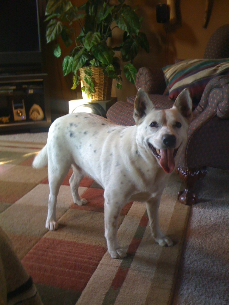 Name:  IMG_0199.JPG
Views: 782
Size:  136.5 KB