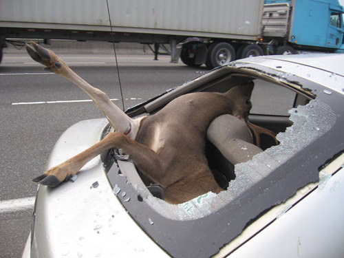 Name:  65866.jpg
Views: 7009
Size:  46.7 KB