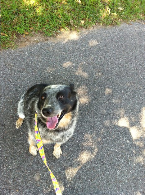 Name:  251573_219021771481229_100001202223780_673554_2097603_n[1].jpg
Views: 495
Size:  107.0 KB