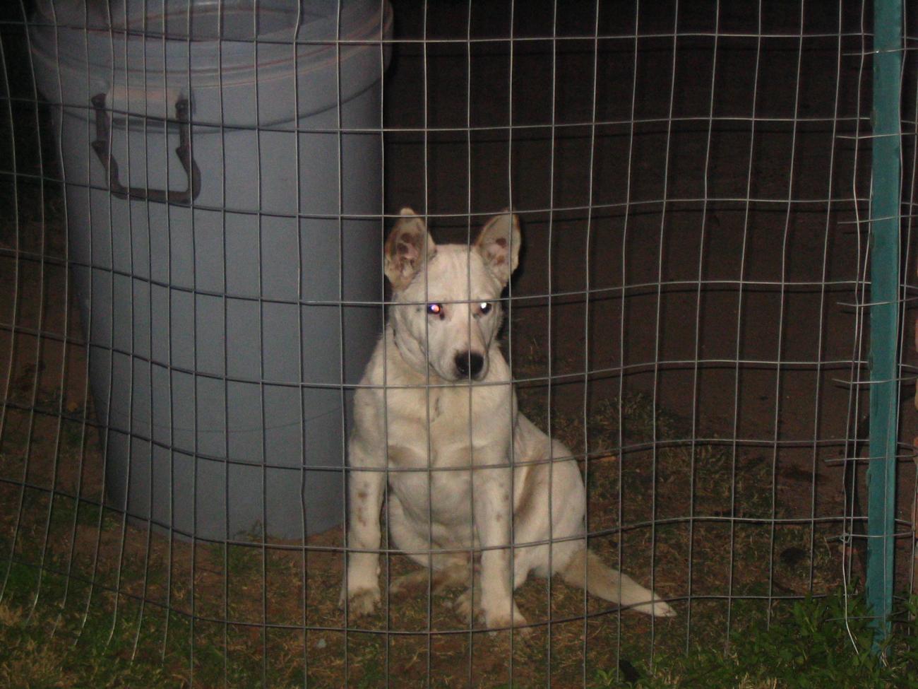 Name:  IMG_0217.jpg
Views: 527
Size:  152.7 KB