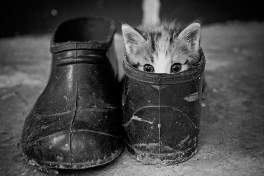 Name:  kitty.jpg
Views: 491
Size:  49.2 KB