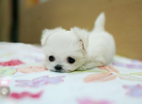 Name:  puppy.jpg
Views: 522
Size:  63.6 KB