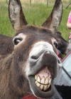 Name:  donkey+smile.jpg
Views: 20177
Size:  5.3 KB