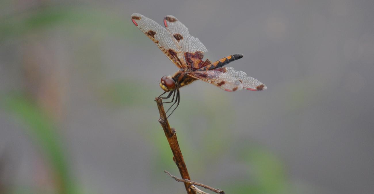 Name:  Dragon Fly.jpg
Views: 280
Size:  37.6 KB