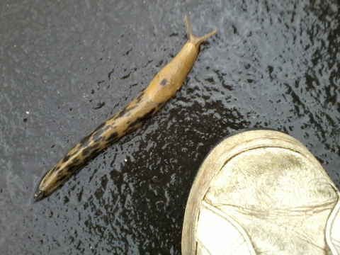 Name:  9df03b195177.jpeg
Views: 866
Size:  149.6 KB