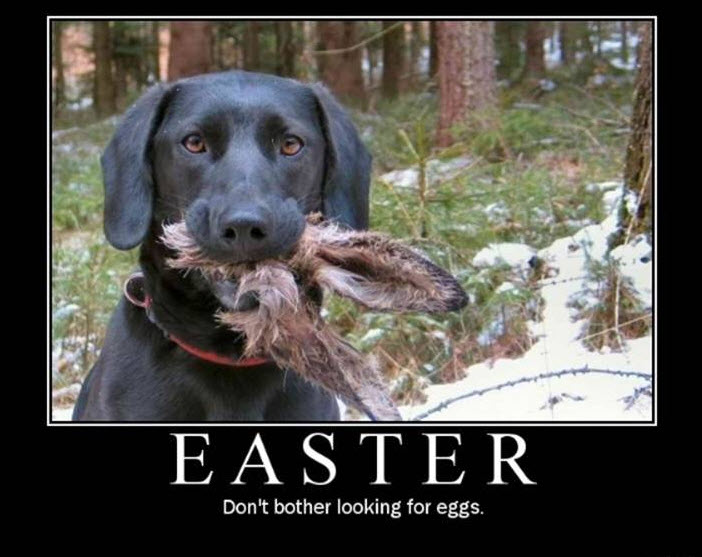 Name:  bunny gone.jpg
Views: 260
Size:  71.6 KB