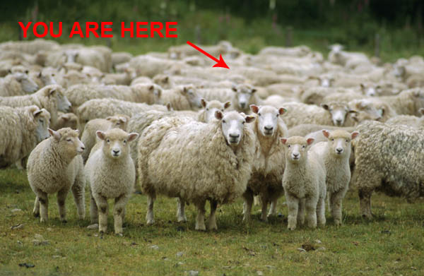 Name:  sheep.jpg
Views: 253
Size:  68.0 KB