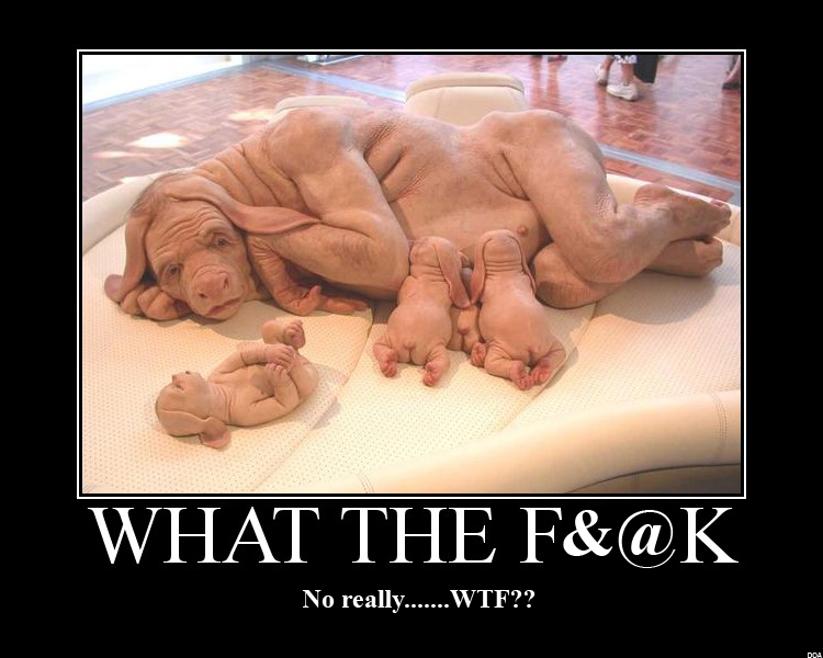 Name:  WTF7.jpg
Views: 448
Size:  219.6 KB