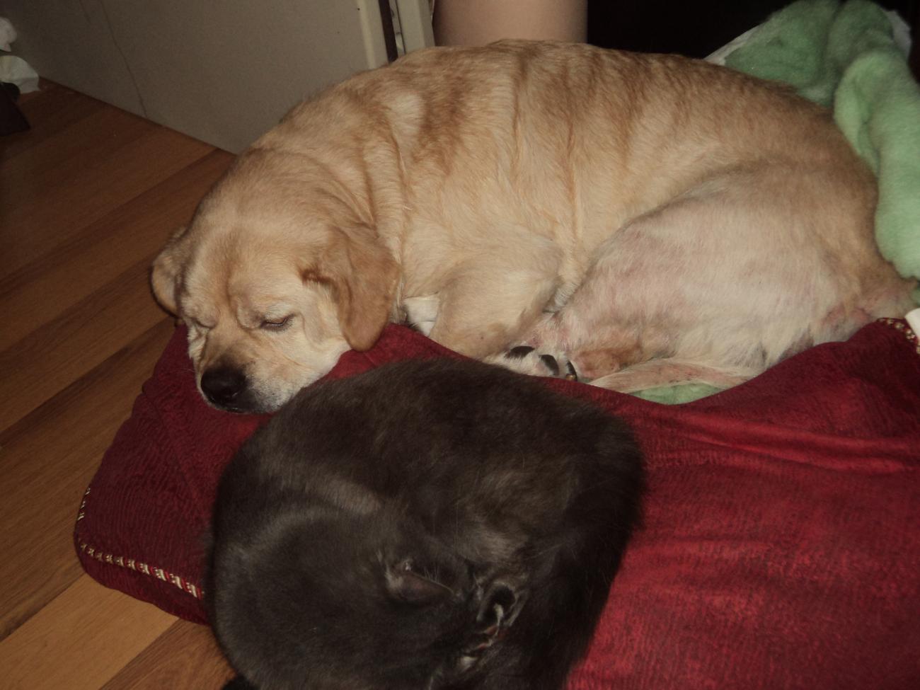 Name:  DSC01232.jpg
Views: 393
Size:  112.7 KB