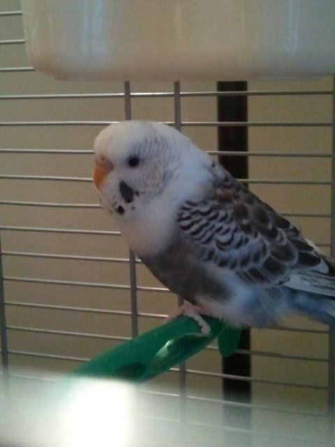 Name:  BabyBird.JPG
Views: 649
Size:  106.0 KB