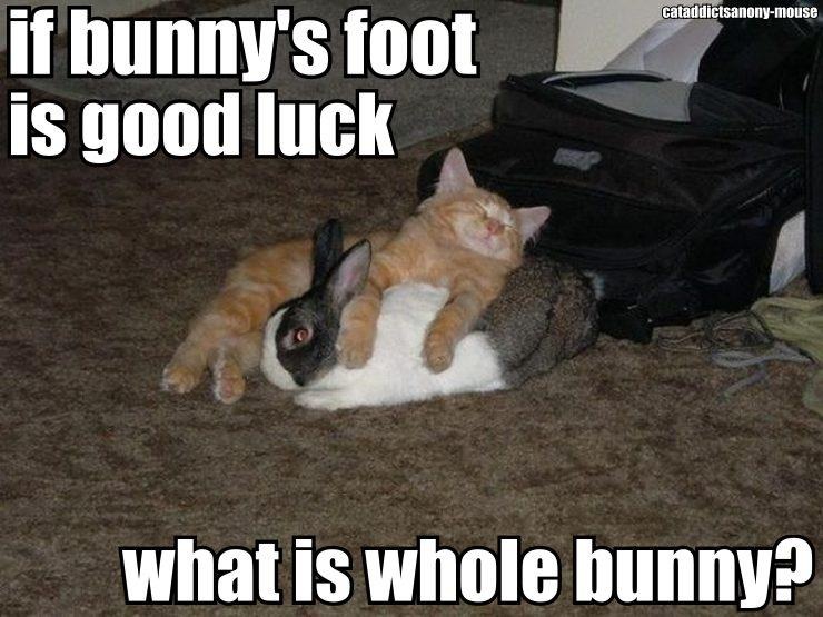 Name:  lucky-Rabbits-foot-cat-meme-kitten-meme-kitty-meme.jpg
Views: 214
Size:  120.4 KB