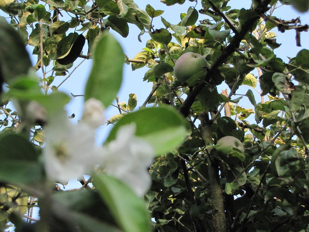 Name:  Fall 03.jpg
Views: 651
Size:  136.8 KB