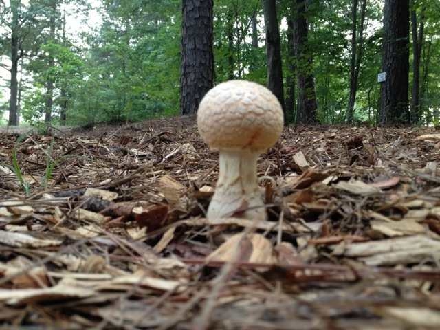 Name:  ImageUploadedByTapatalk1352417384.456639.jpg
Views: 210
Size:  120.5 KB