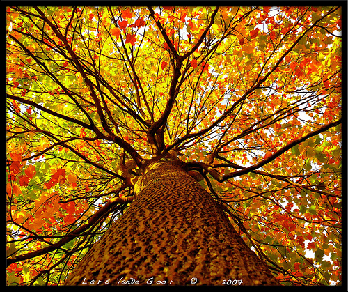 Name:  1448132590_13b9cdb2e7.jpg
Views: 262
Size:  348.4 KB