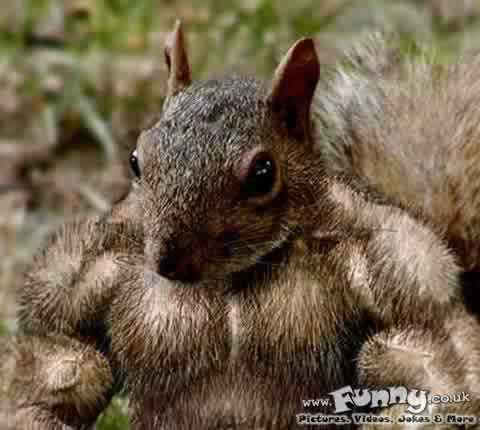 Name:  body-build-squirrel[1].jpg
Views: 3792
Size:  17.7 KB