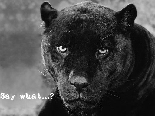 Name:  say-what1.jpg
Views: 605
Size:  37.7 KB