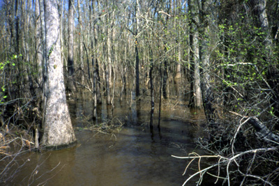 Name:  swamp land.jpg
Views: 227
Size:  98.5 KB