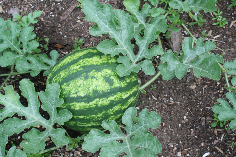 Name:  WATERMELONS.jpg
Views: 469
Size:  179.1 KB