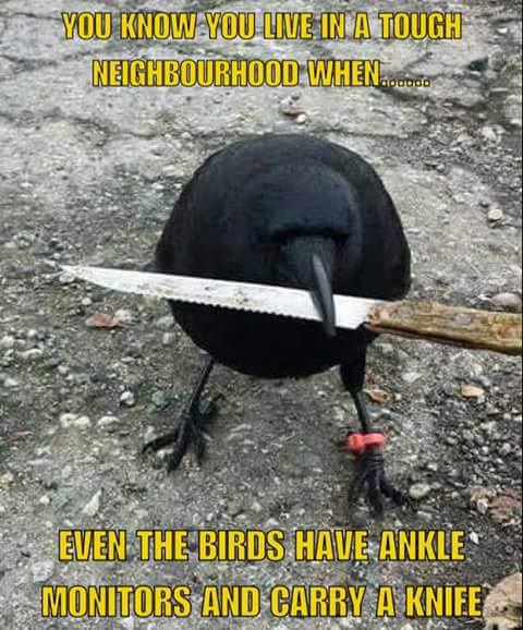 Name:  Bird.jpg
Views: 2112
Size:  56.2 KB