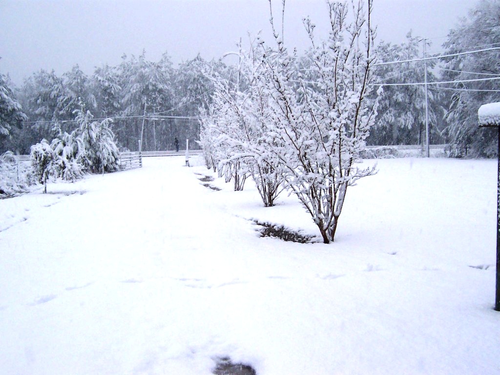 Name:  Walker Snow 12-11-08 006.JPG
Views: 382
Size:  211.1 KB