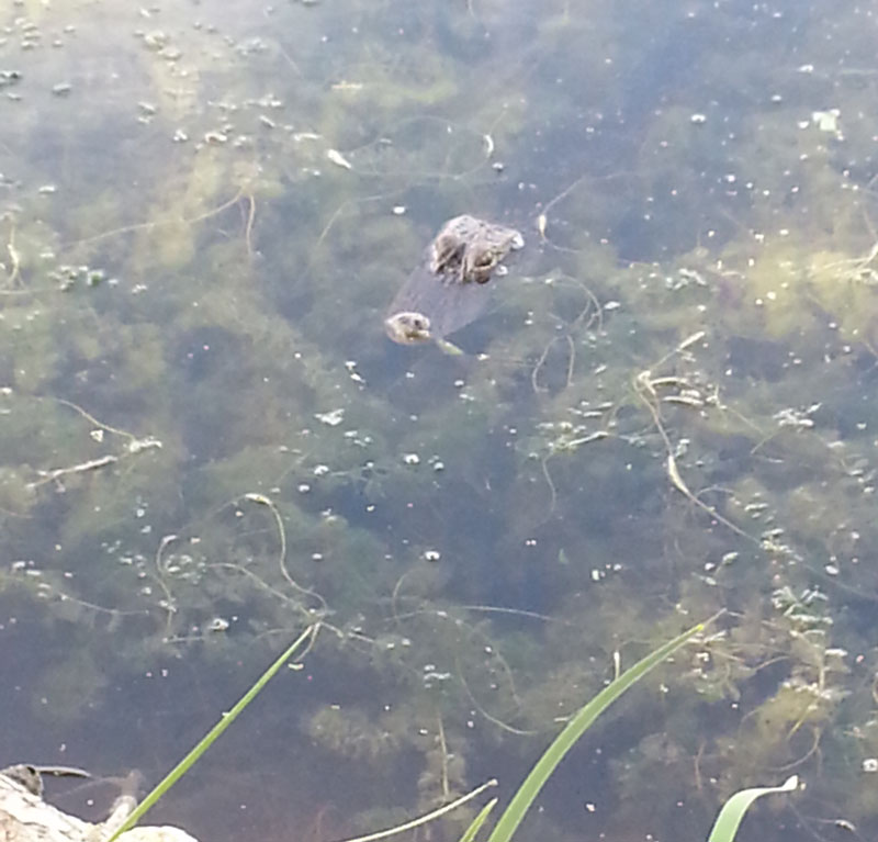 Name:  GATOR.jpg
Views: 716
Size:  115.8 KB