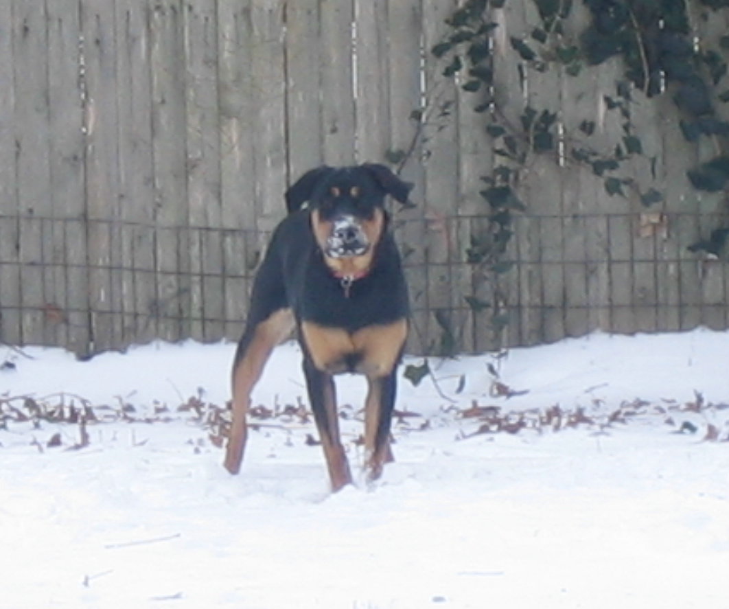 Name:  IMG_0603.JPG
Views: 981
Size:  106.7 KB