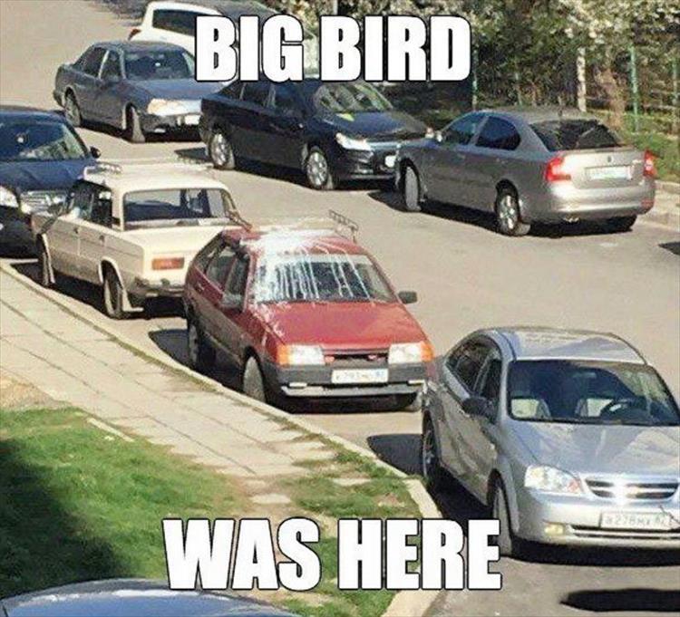 Name:  BIG BIRD.jpg
Views: 1154
Size:  95.7 KB