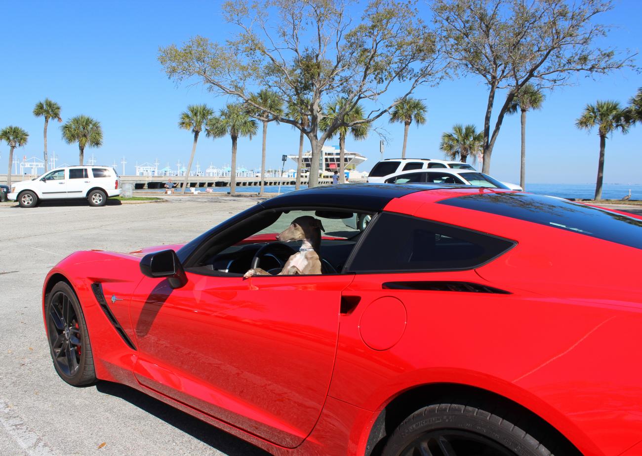 My Italian greyhound, Elliott, looking rad.