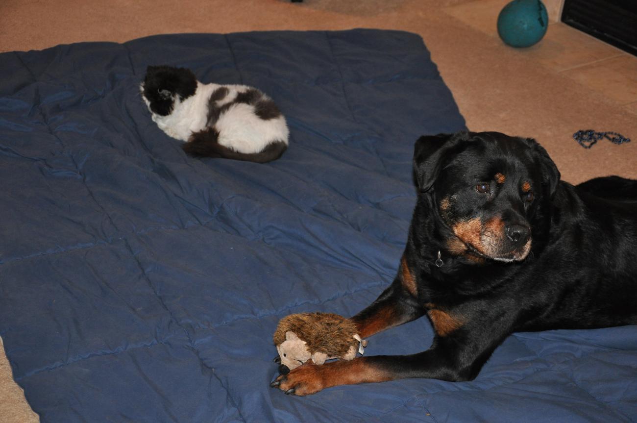 Penelope, my viscious Rottie